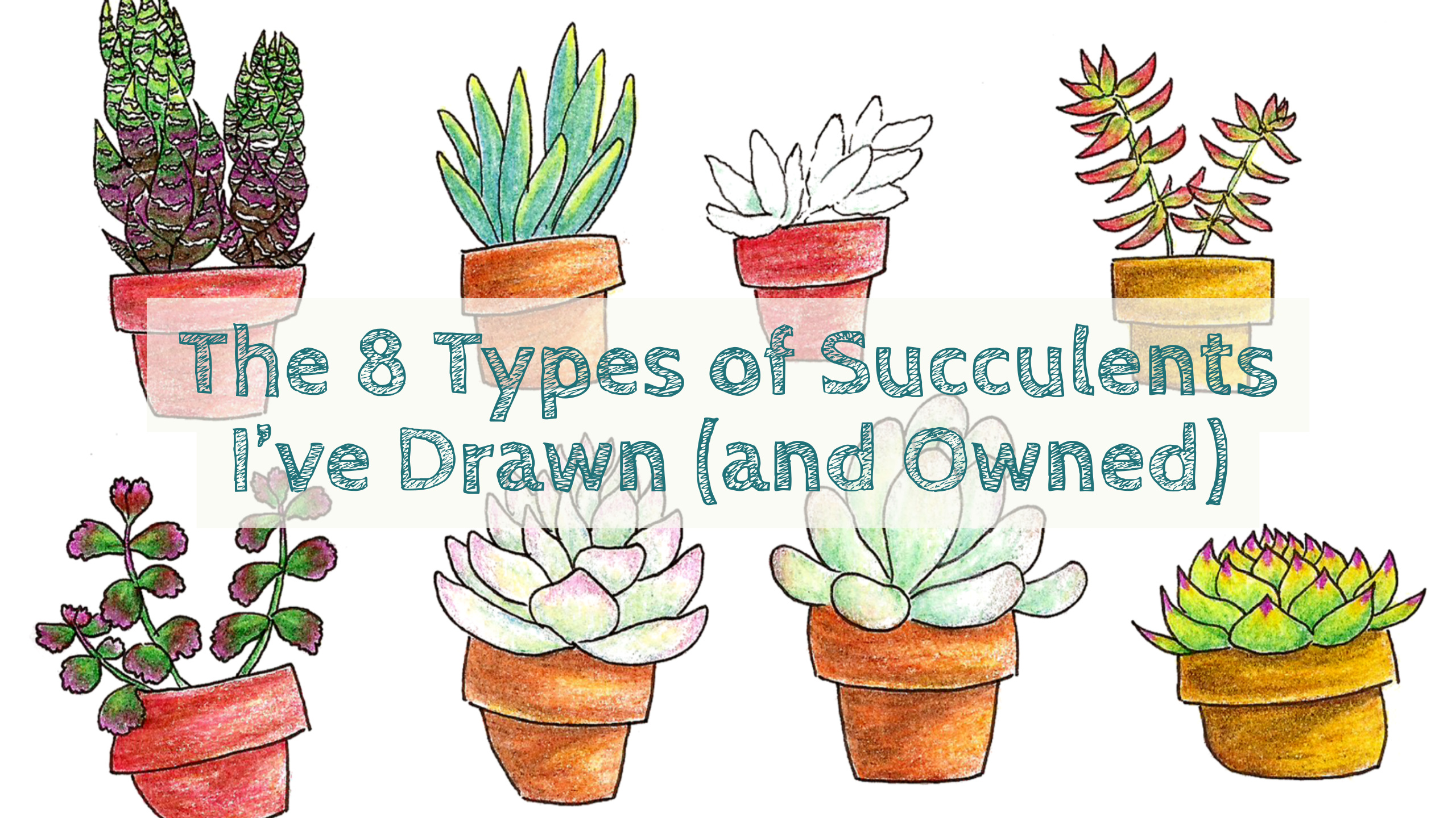 Succs in Pots Title Image with succulent drawings in the background. Title text reads "The 8 Types of Succulents I've Drawn (and Owned)"