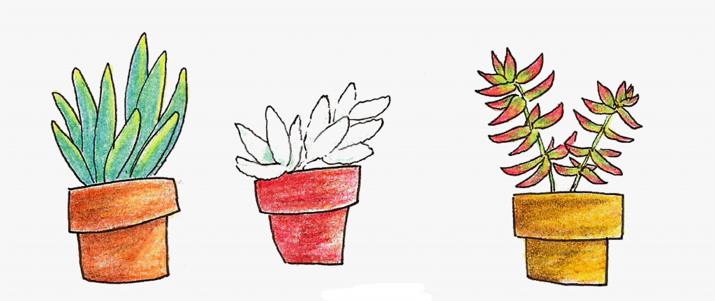 Succs in pots - 4th of July colored succulents with blue, white and red succulents in a horizontal row from left to right