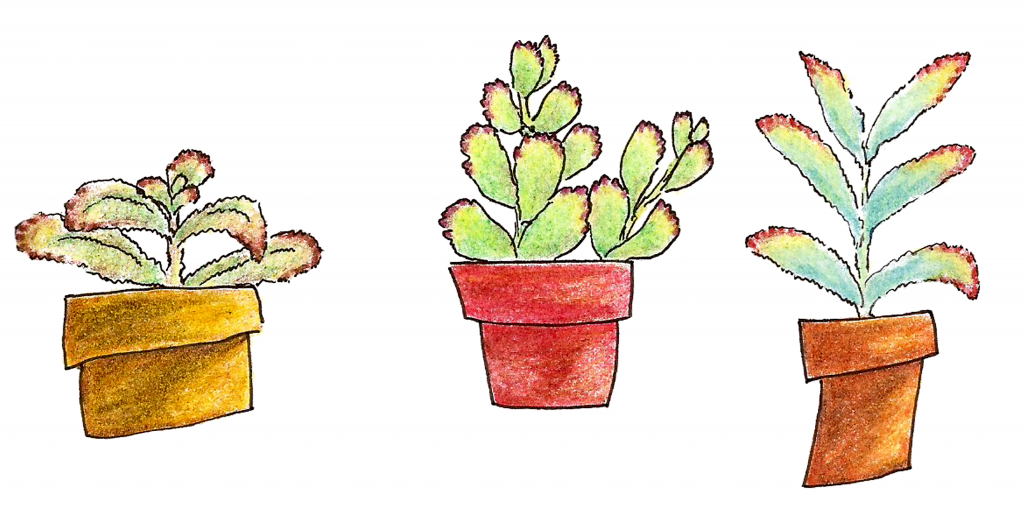Succs in pots - 3 colored pencil drawings of succulents in a horizontal row. All three plants are fuzzy with various shades of green leaves with brown tips.