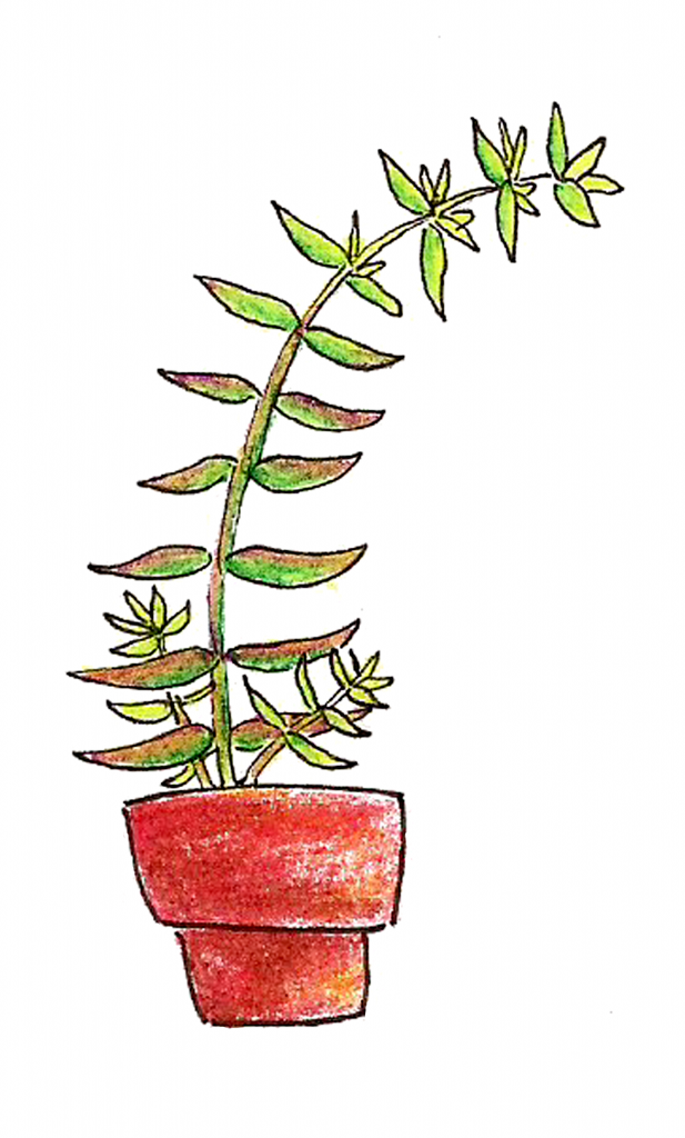 Succs in pots - Colored pencil drawing of a tall thin plant that's leaning over to the right. Two new shoots come out of the base of the plant, which is in a red terra cotta pot.