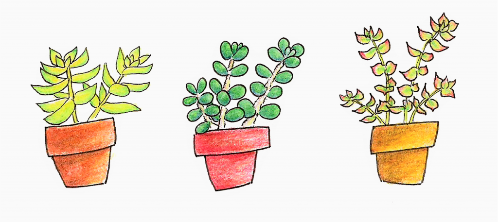 Succs in pots - 3 succulents drawn in colored pencil arranged in a horizontal line. The first is light green with an orange pot, second is dark green with a red pot and the third is light green with hints of red in a yellow-tinted pot