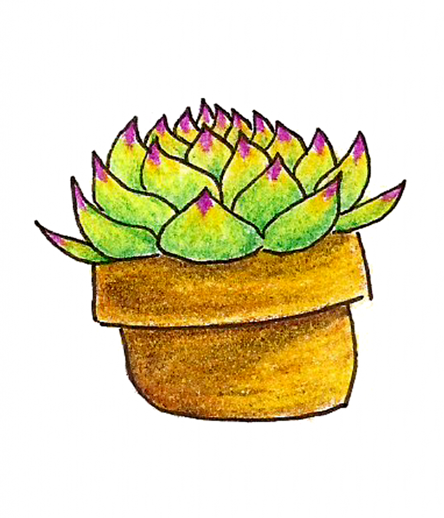 Succs in pots - a colored pencil drawing of a single succulent in a yellow-tinted pot. It's a sempervivum with leaves that are light green with purple tips.
