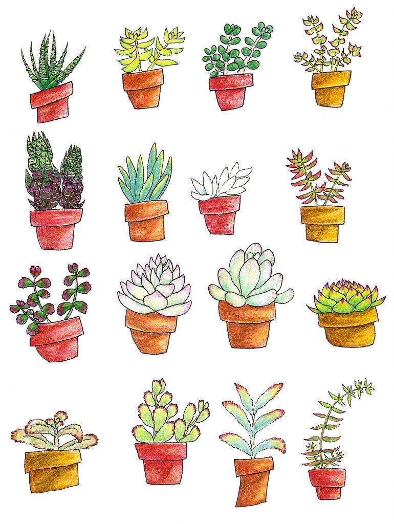 Succs in pots - Page of 16 colored pencil succulent drawings, 4 across and 4 down. Each plant is a different species and is in a terra cotta pot which is one of three colors: red, orange or yellow.