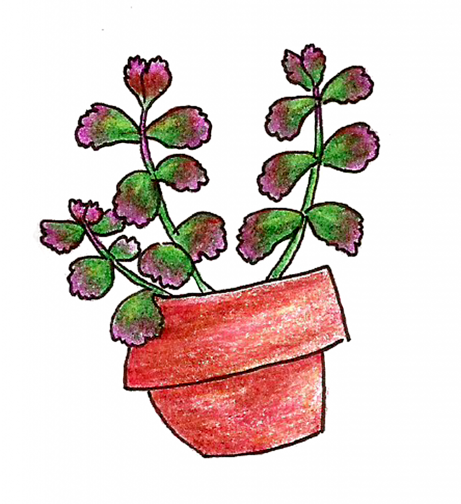 Succs in pots - A colored pencil drawing of a Kalanchoe succulent in a red-tinted terra cotta pot. The plant has green leaves that fade into a purple gradient at the tips.
