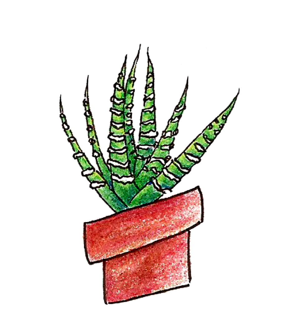 Succs in pots zebra plant drawn in colored pencil in a red-tinted clay pot