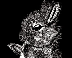 Baby Toki Rabbit