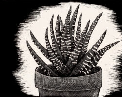 Scratchboard Zebra plant